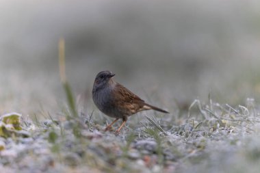 Dunnock Prunella modularis in close view in a cold winter morning
