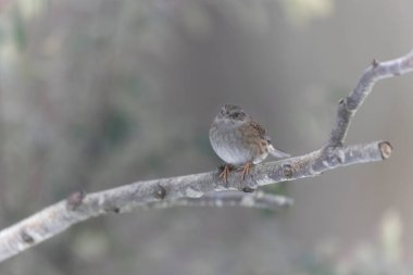 Dunnock Prunella modularis in close view in a cold winter morning