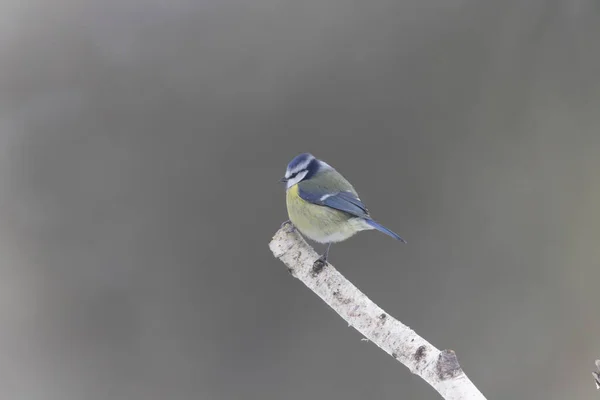 Blue Tit Cyanistes Caeruleus Perched Dead Branch Cold Winter Morning — Stockfoto