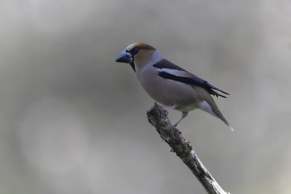 Gemensam Europeisk Hawfinch Coccothraustes Coccothraustes Närbild Skogen — Stockfoto