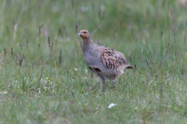 Grey Patridge Perdix perdix in close view