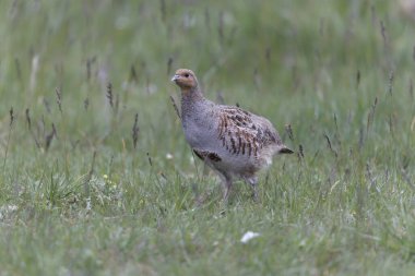 Grey Patridge Perdix perdix in close view