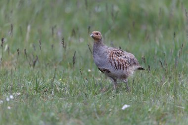 Grey Patridge Perdix perdix in close view