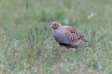 Grey Patridge Perdix perdix in close view