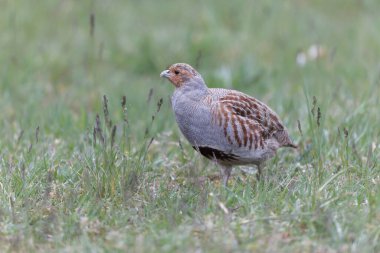 Grey Patridge Perdix perdix in close view