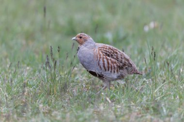 Grey Patridge Perdix perdix in close view