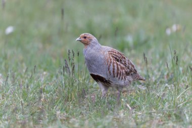 Grey Patridge Perdix perdix in close view