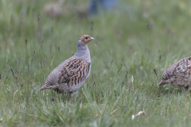 Grey Patridge Perdix perdix in close view