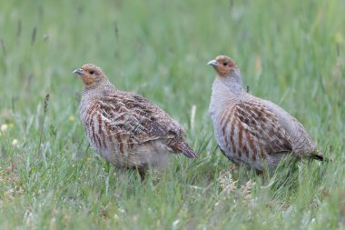 Grey Patridge Perdix perdix in close view clipart