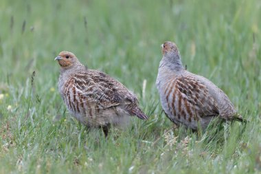 Grey Patridge Perdix perdix in close view