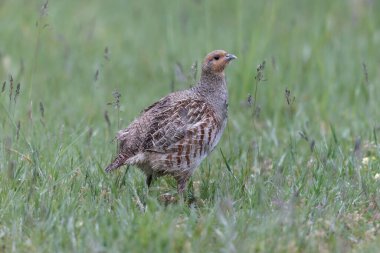 Grey Patridge Perdix perdix in close view