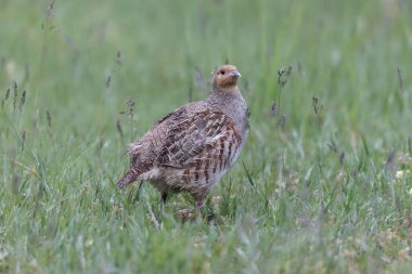 Grey Patridge Perdix perdix in close view