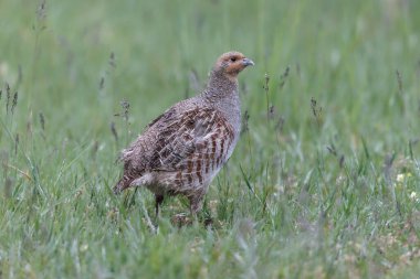 Grey Patridge Perdix perdix in close view