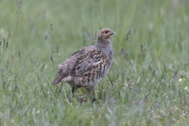 Grey Patridge Perdix perdix in close view