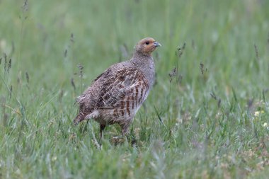 Grey Patridge Perdix perdix in close view