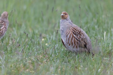 Grey Patridge Perdix perdix in close view