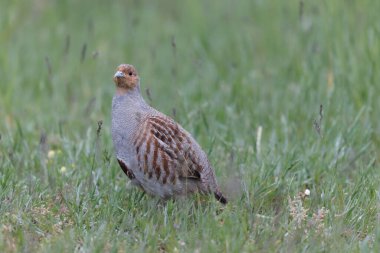 Grey Patridge Perdix perdix in close view