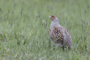 Grey Patridge Perdix perdix in close view