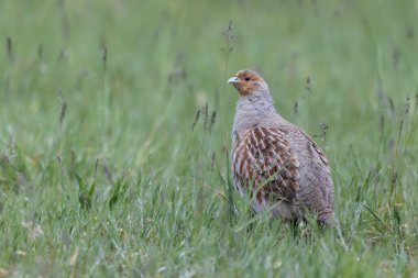 Grey Patridge Perdix perdix in close view