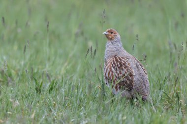 Grey Patridge Perdix perdix in close view