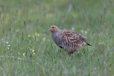 Grey Patridge Perdix perdix in close view