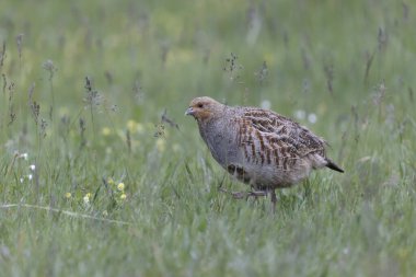 Grey Patridge Perdix perdix in close view