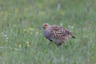 Grey Patridge Perdix perdix in close view