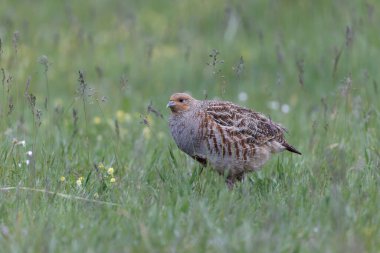 Grey Patridge Perdix perdix in close view