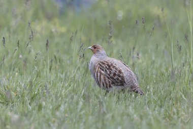 Grey Patridge Perdix perdix in close view