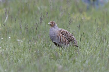 Grey Patridge Perdix perdix in close view