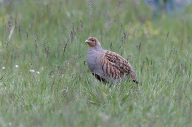 Grey Patridge Perdix perdix in close view
