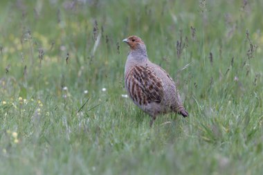 Grey Patridge Perdix perdix in close view