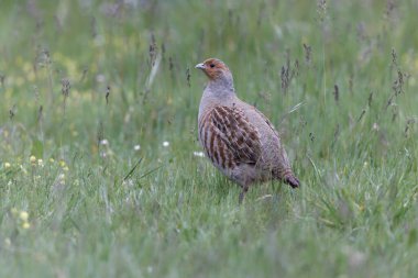 Grey Patridge Perdix perdix in close view