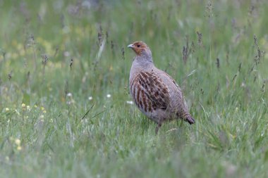 Grey Patridge Perdix perdix in close view