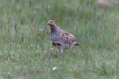 Grey Patridge Perdix perdix in close view