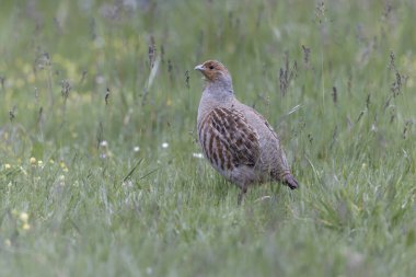 Grey Patridge Perdix perdix in close view