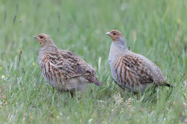 stock image Grey Patridge Perdix perdix in close view