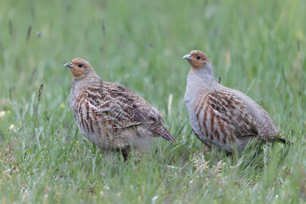 stock image Grey Patridge Perdix perdix in close view