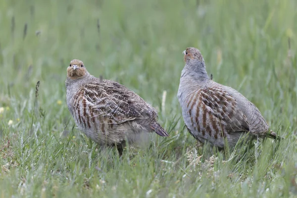 stock image Grey Patridge Perdix perdix in close view