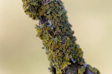 Lichen Xanthoria parietina, ölü dala yakından bakıyor.