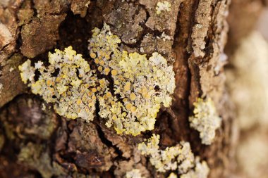 Lichen Xanthoria parietina, ölü dala yakından bakıyor.