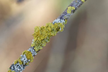 Lichen Xanthoria parietina, ölü dala yakından bakıyor.