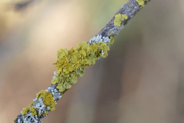 Lichen Xanthoria parietina, ölü dala yakından bakıyor.