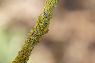 Lichen Xanthoria parietina, ölü dala yakından bakıyor.