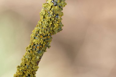 Lichen Xanthoria parietina, ölü dala yakından bakıyor.