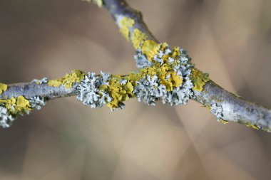 Lichen Xanthoria parietina, ölü dala yakından bakıyor.