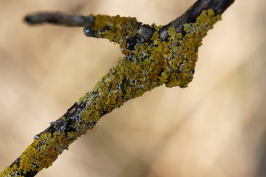 Lichen Xanthoria parietina, ölü dala yakından bakıyor.