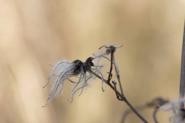 Clematis, kışın yaşlı adamın sakalı.