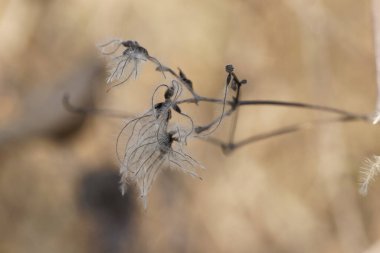 Clematis, kışın yaşlı adamın sakalı.
