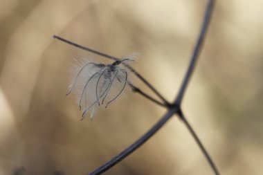 Clematis, kışın yaşlı adamın sakalı.